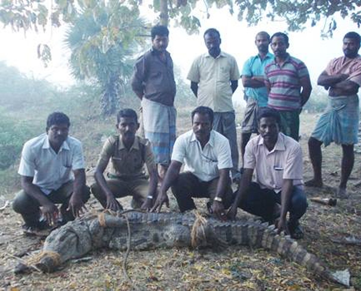 சிதம்பரம் அருகே ஊருக்குள் புகுந்த முதலை!